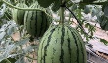 谁吃康县网红的瓜了,网红瓜引发的网络热议，谁成了这场盛宴的“瓜农”？